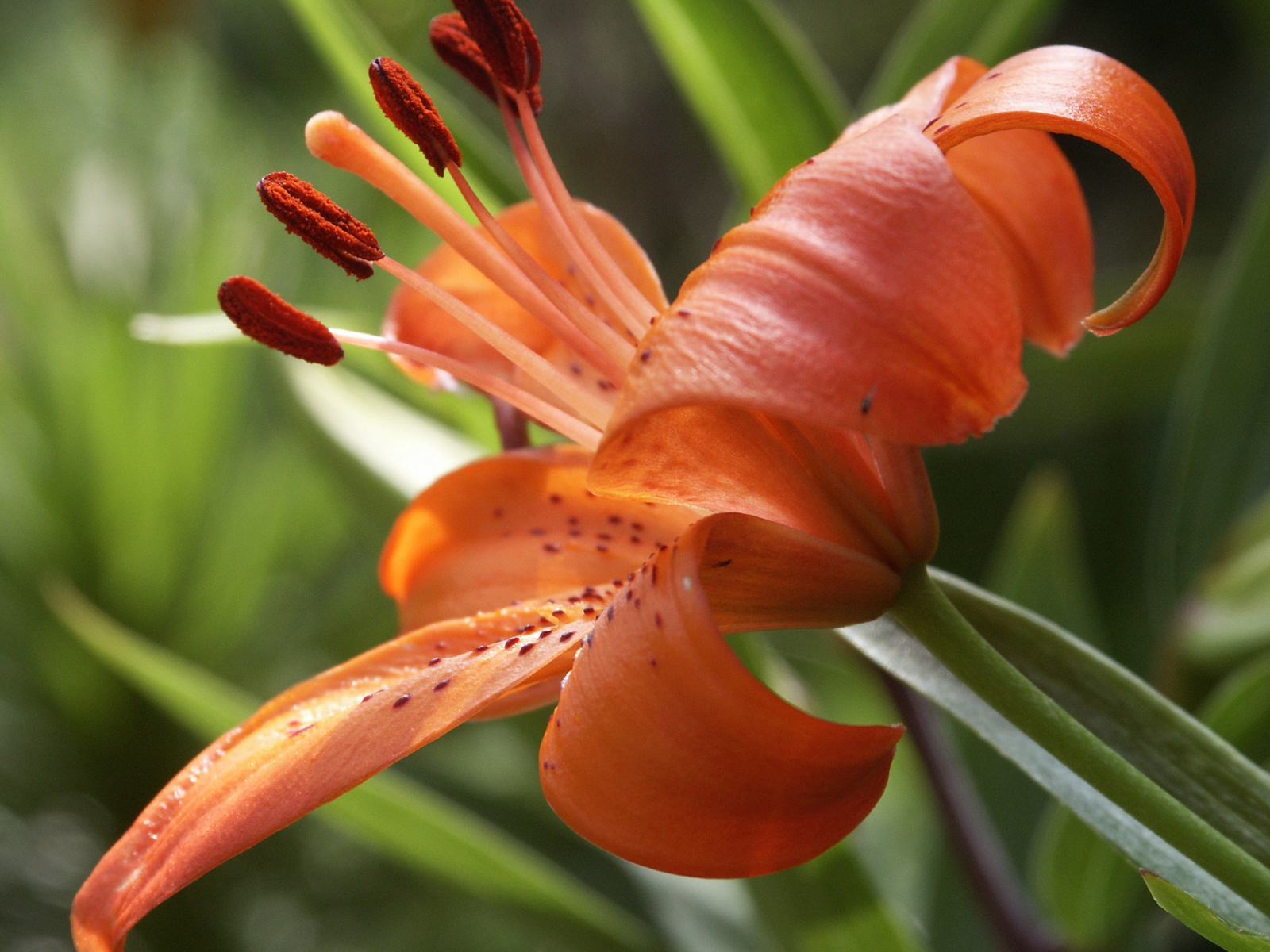 Tiger Lily