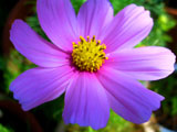 Bright Purple Daisy