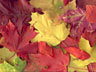 Autumn Colours