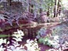 Delden Forrest