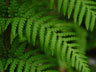 Fern Up-Close 1