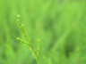 Fern Close-Up 3&nbsp;
