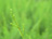 Fern Close-Up 3