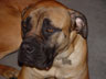 Guard Dog