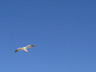 Seagull Soaring