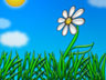 Summer Daisy