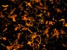 Volumetric #2