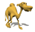 Camel Dude!