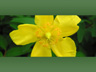 gul_blomst