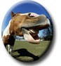 Mr. Ed