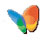 MSN Butterfly