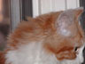 Puff Head