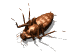 Roach