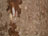 Tree Bark