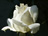 White Rose