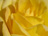 Yellow Rose
