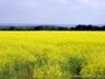 Yellow Field