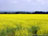 Yellow Field