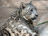 Young Snow Leopard