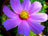 Bright Purple Daisy