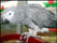 Pet Parrot