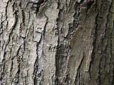 Bark