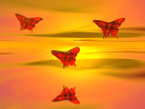 Butterflies