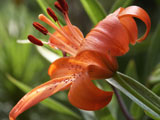 Tiger Lily 1