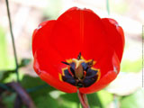 Tulip 2