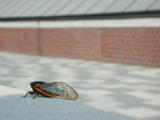 Cicada