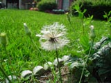 Dandelion