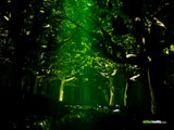 Green Forest