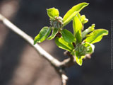 Spring Buds