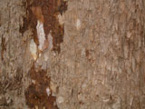 Tree Bark