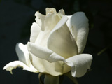 White Rose