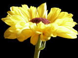 Yellow Daisy I