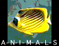 A-N-I-M-A-L-S